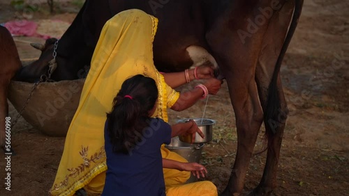 Hands of a young woman close up milking cow's milk. Farm eco-friendly animal husbandry. photo