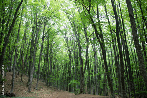 large dense green forest trees vegetation