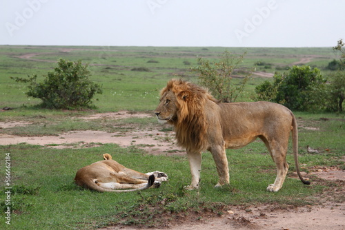 Close-up of a lion and lioness resting after mating 