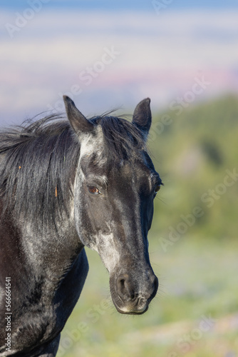 Fototapeta Naklejka Na Ścianę i Meble -  Beautiful Wild Horse in the the Pryor Mountains Montana in Summer