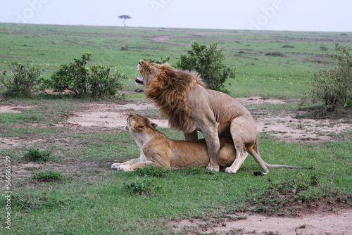 Close-up of a lion and lioness mating and roaring at each other