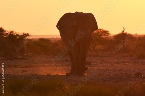 Afrikanischer Elefant (loxodonta africana) am Wasserloch bei Namutoni im Etoscha Nationalpark in Namibia.  photo