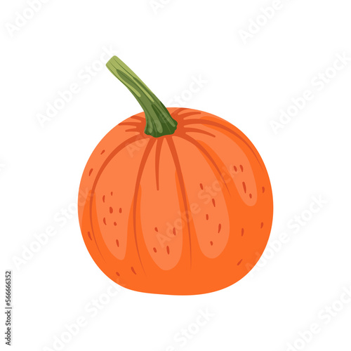 Autumn pumpkin vector illustration. Cartoon drawing of farm harvest vegetable on white background. Farming, autumn, harvest, Thanksgiving concept
