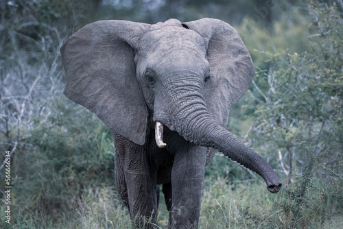 elephant  © Troy