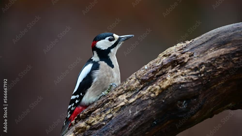 Great spotted woodpecker male looking for food on dead wood in forest, december, north rhine westphalia, (dendrocopos major), germany Great spotted woodpecker male looking for food on dead wood in forest, december, north rhine westphalia, (dendrocopos major), germany