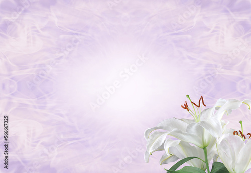 Fototapeta Naklejka Na Ścianę i Meble -  Lilac Funeral Wake Order of Service Lily Template - white lily head against a subtle angelic ethereal gaseous pastel coloured background with copy space
