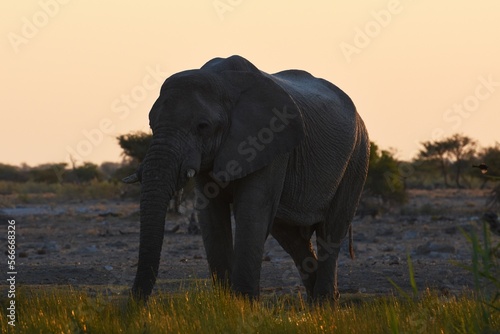 Afrikanischer Elefant  loxodonta africana  am Wasserloch bei Namutoni im Etoscha Nationalpark in Namibia. 