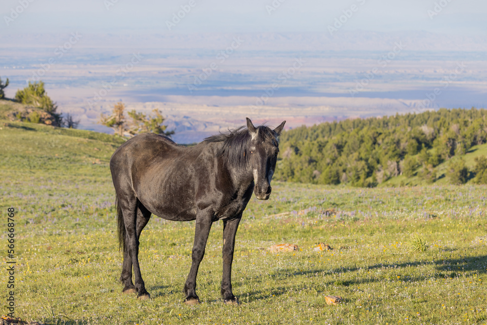 Beautiful Wild Horse in the the Pryor Mountains Montana in Summer Beautiful Wild Horse in the the Pryor Mountains Montana in Summer