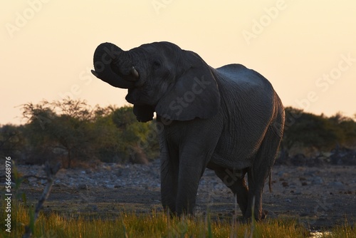 Afrikanischer Elefant  loxodonta africana  am Wasserloch bei Namutoni im Etoscha Nationalpark in Namibia. 