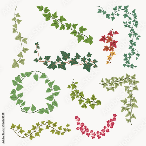 Floral ivy drawing decorative ornament flat design collection.