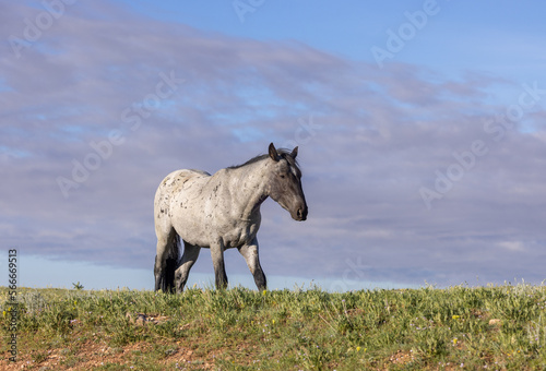 Beautiful Wild Horse in the the Pryor Mountains Montana in Summer © natureguy