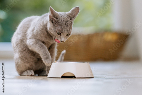 Fotografie Russisch Blau Katze in Wohnung, Hauskatze frisst Futter aus Futternapf
