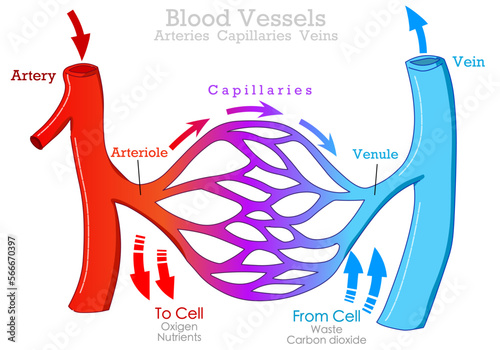 Blood vessels types, arteries, veins capillaries. Arteriole, venule . Artery carry, transport blood from heart. Circulatory system. flow diagram cardiovascular, red blue draw. Illustration vector photo