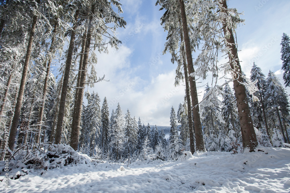 Fototapeta premium Fichtenwald im Schnee