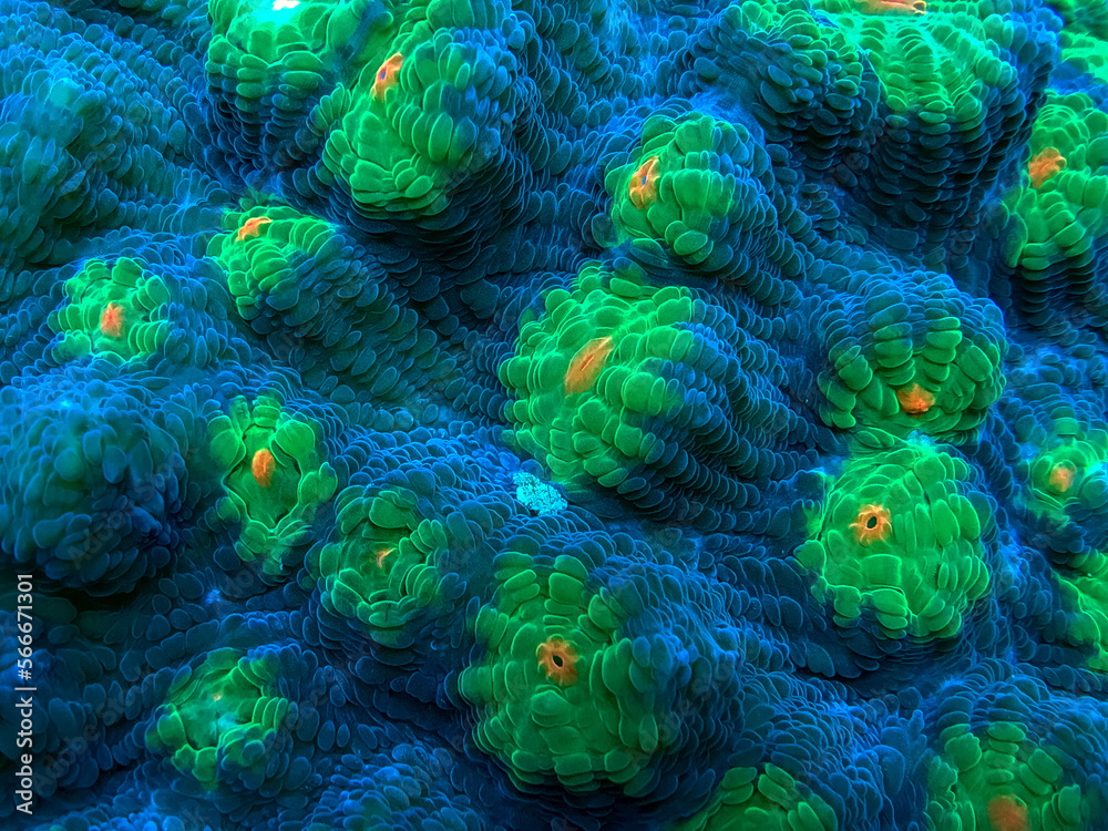 Obraz premium closeup of brain coral in the sea
