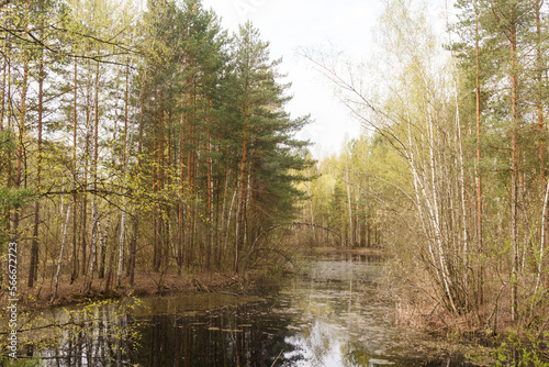 Moscow Oblast, Russia.  Spring view of swamp in forest, Reflections in water.