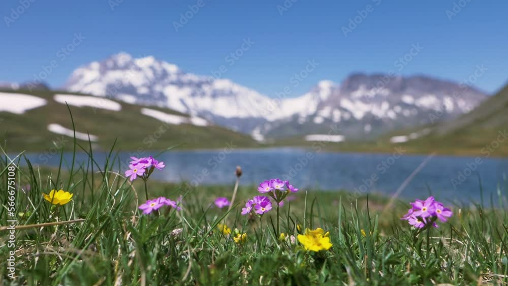 Fleurs de montagne avec en arrière plan flou des montagnes enneigées - Plan du lac, Grande Casse, Parc National de la Vanoise