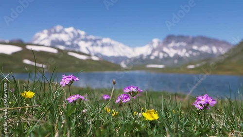Fleurs de montagne avec en arrière plan flou des montagnes enneigées - Plan du lac, Grande Casse, Parc National de la Vanoise photo