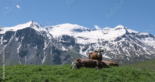 Vaches allongées dans l'herbe en montagne avec un glacier en arrière plan-Parc de la Vanoise, savoie photo