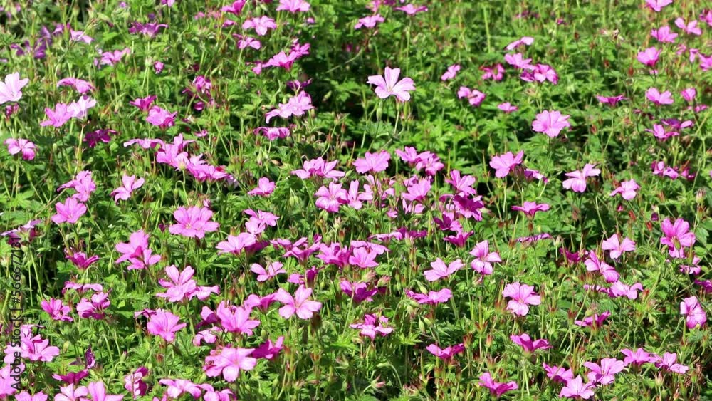 Pink Geranium flower on field
Pink Geranium flower on field