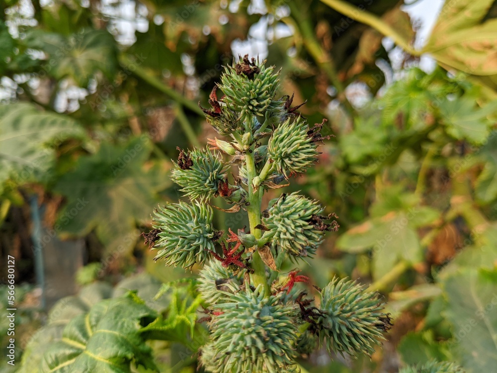 Cluster seed pods of Castor bean or Castor oil plant (Ricinus Communis). Spikes medicinal plant.