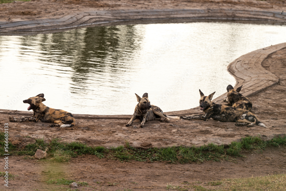 Fototapeta premium Lycaon, Lycaon pictus, Afrique du Sud