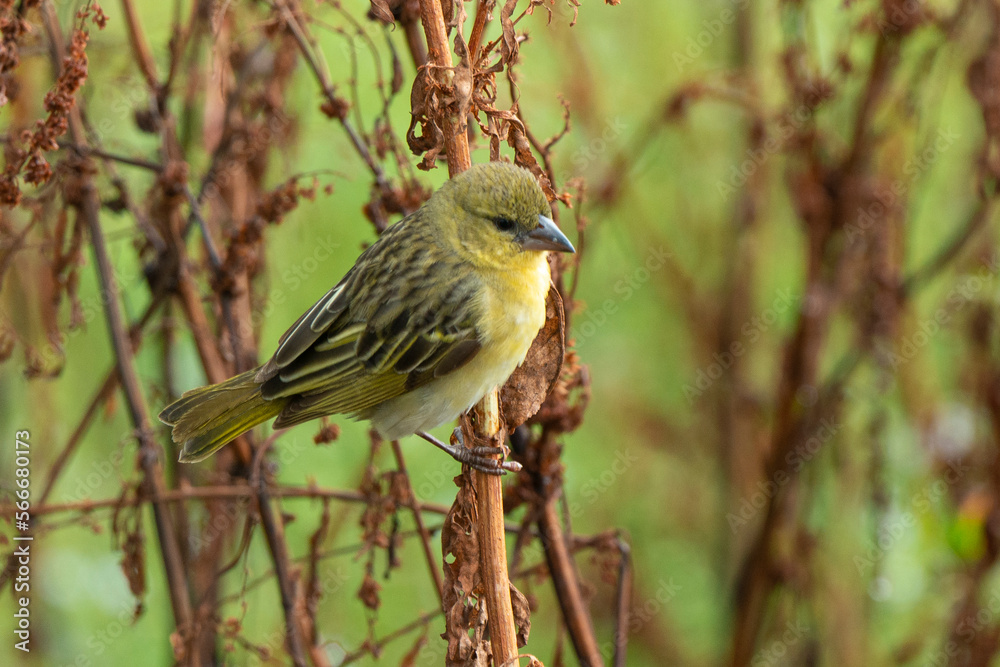 Fototapeta premium Tisserin à gorge brune,.Ploceus xanthopterus, Southern Brown -throated Weaver