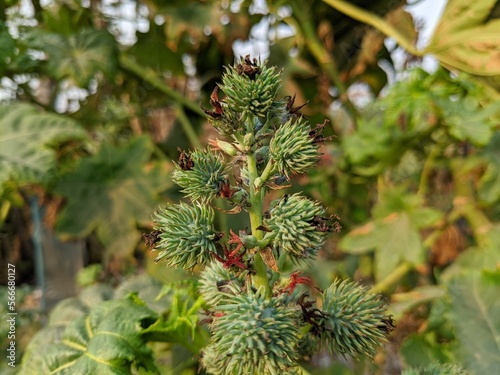 Cluster seed pods of Castor bean or Castor oil plant (Ricinus Communis). Spikes medicinal plant.