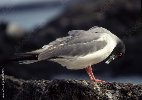 Mouette à queue fourchue, Mouette des laves, Swallow tailed Gull,.Creagrus furcatus, Arcchipel des Galapagos, Equateur photo