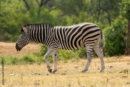 Fototapeta Naklejka Na Ścianę i Meble -  Zèbre de Burchell, Equus quagga, Parc national Marachele, Afrique du Sud