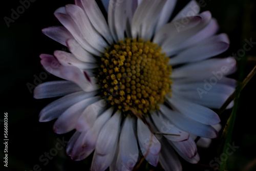 a close up of a daisy with its white petals during spring 2022 in italy