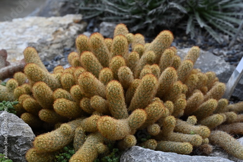 Cactus called in Latin Mammillaria elongata growing in densely packed clusters of elongated oval stems. The cluster is growing among rocks. The bodies of the cacti are densely covered with spines.