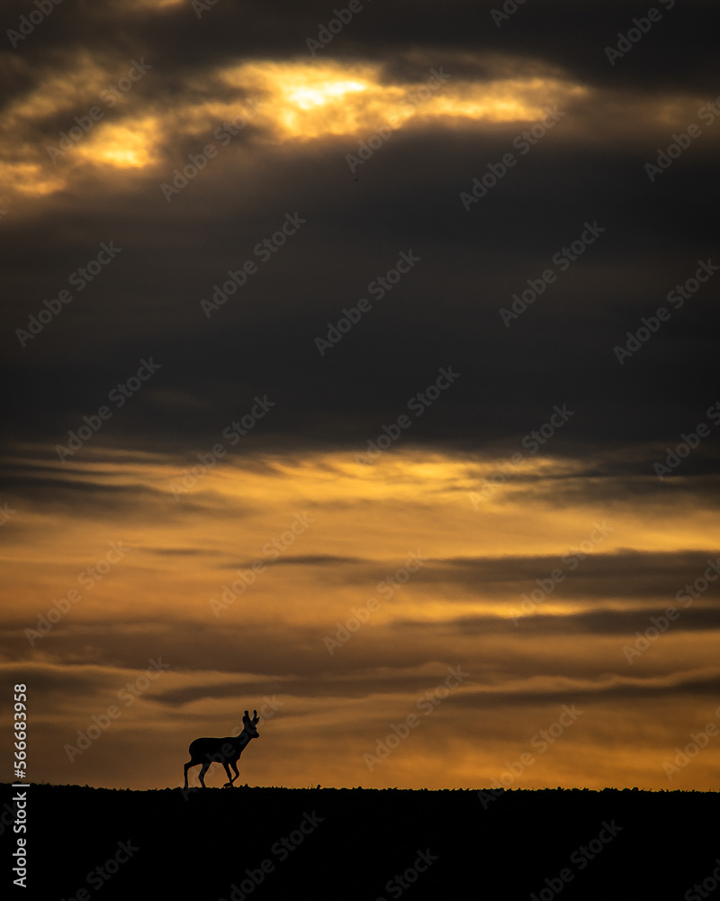 Roe deer - sunset