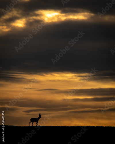 Obraz na płótnie Roe deer - sunset w salonie