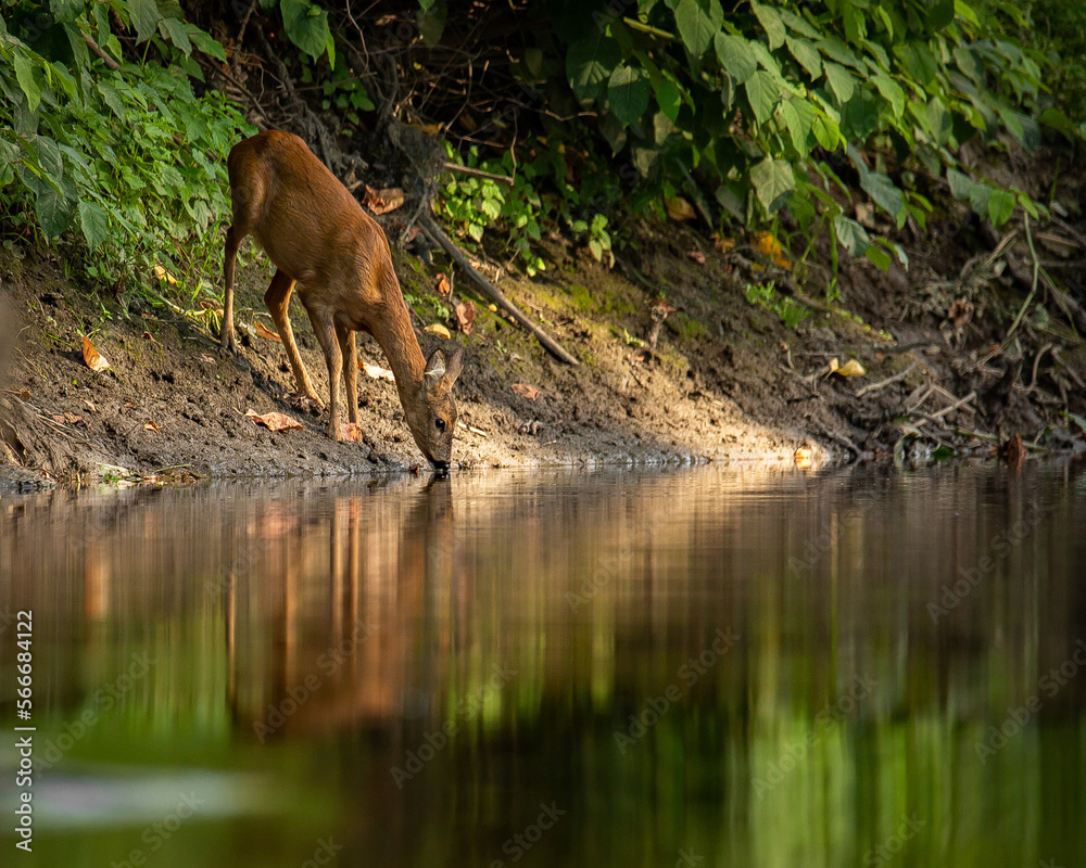Roe deer