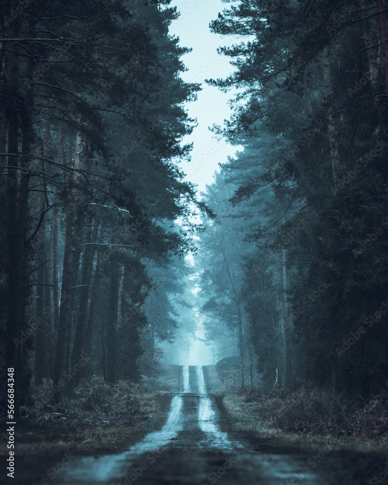 Forest