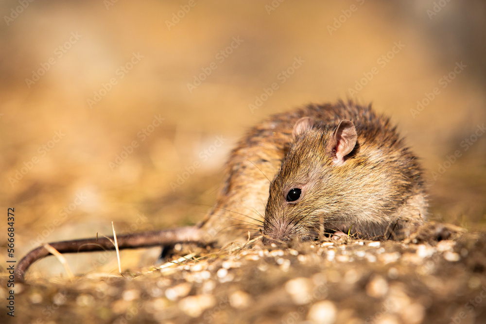 Rat