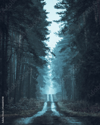 Obraz na płótnie Forest w salonie