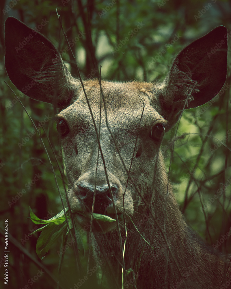 Deer
