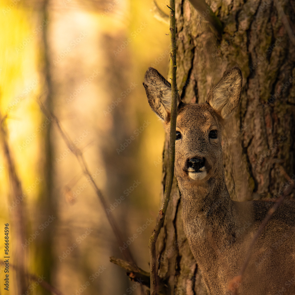 Roe Deer
