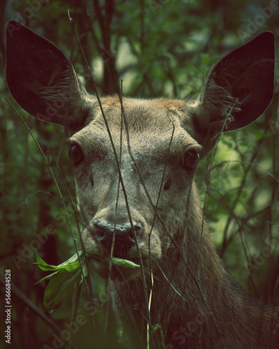 Obraz na płótnie Deer w salonie