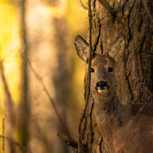 Obraz na płótnie Roe Deer w salonie