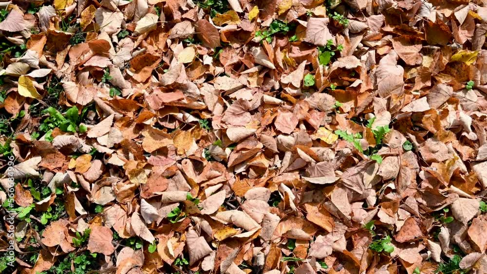 Yellow fallen leaves on the ground in autumn. Dry leaves on forest ground. Yellow fallen leaves on the ground in autumn. Dry leaves on forest ground.