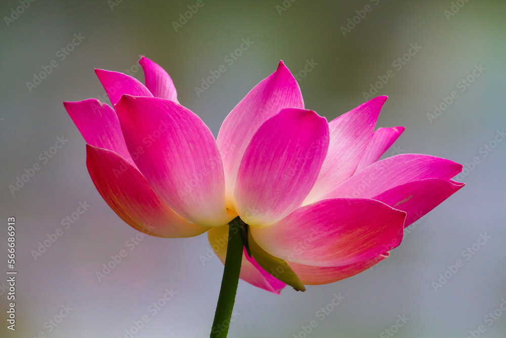 beautiful pink Water Lily flower is blooming in front of blury background beautiful pink Water Lily flower is blooming in front of blury background