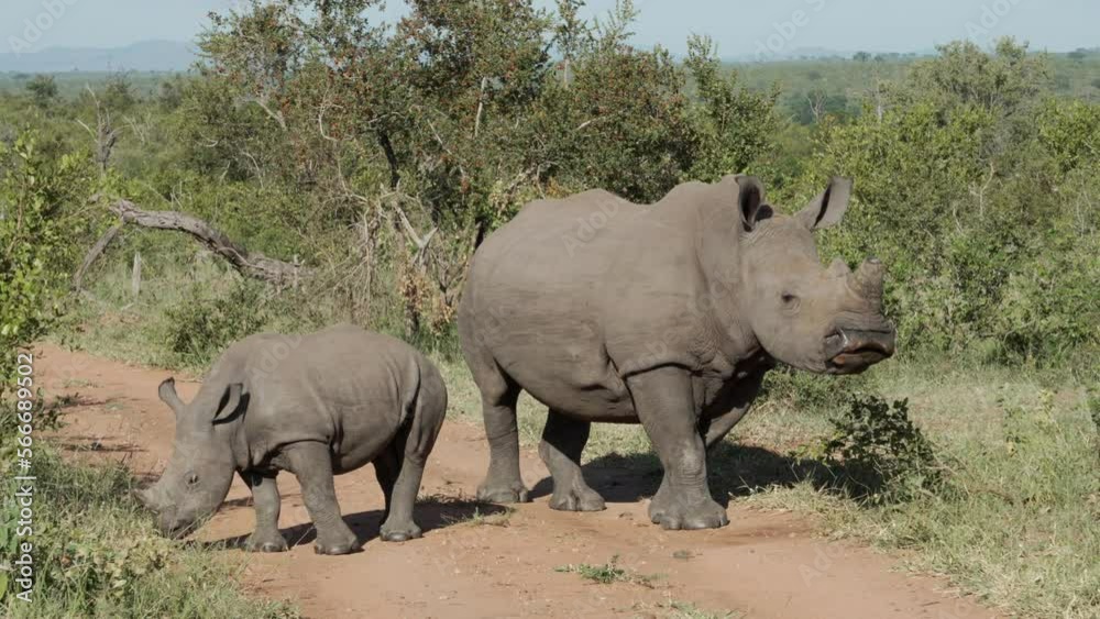 A white rhino mother and her calf are walking along a dirt road through dense green bush in the African wild. A white rhino mother and her calf are walking along a dirt road through dense green bush in the African wild.