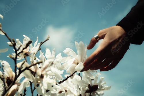 magnolia
