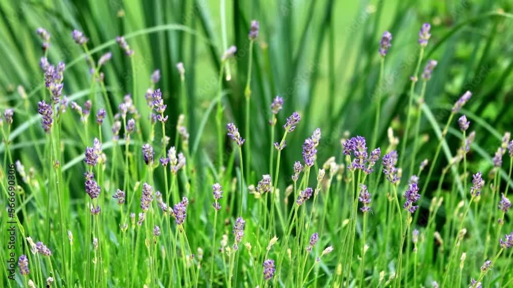 Lavender purple flower in the garden closeup
Lavender purple flower in the garden closeup