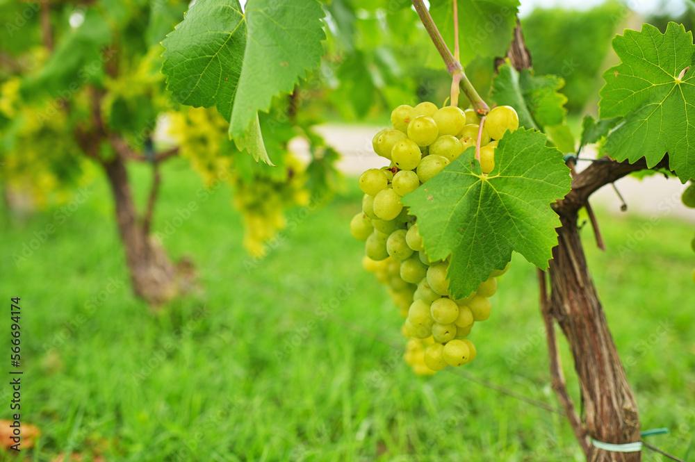 a lot of grape bushes against the background of the sky and sunlight. Agriculture, winery a lot of grape bushes against the background of the sky and sunlight. Agriculture, winery