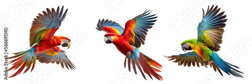 beautiful parrots flying on a transparent background for decorating projects. AI generative photo