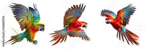 beautiful parrots flying on a transparent background for decorating projects Fototapet